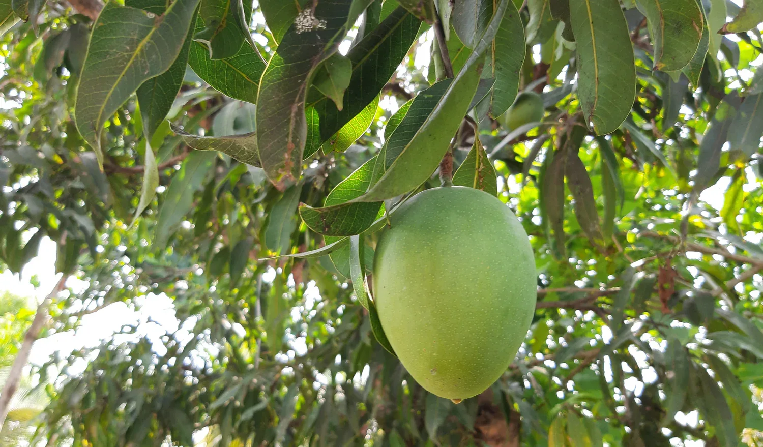 Pairi mangoes are famous for their intense aroma and slightly fibrous texture