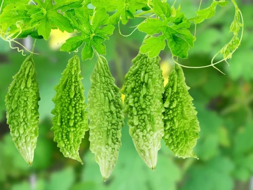 You need enough space to grow bitter gourd at home because they need to stretch and climb