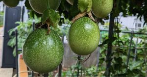 How to Grow Passion Fruit at Home — Whether You Have a Balcony, Terrace or Garden