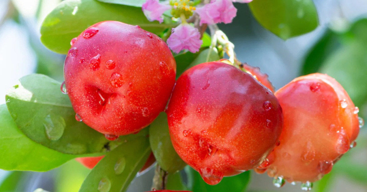 The Barbados cherry plant is good for nature as it attracts birds and butterflies