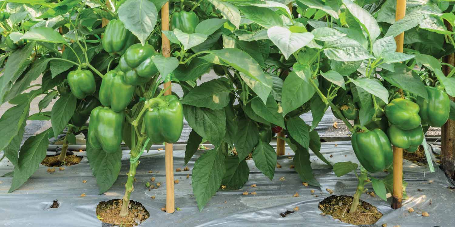 Capsicum needs at least six hours of direct sunlight daily to become healthy