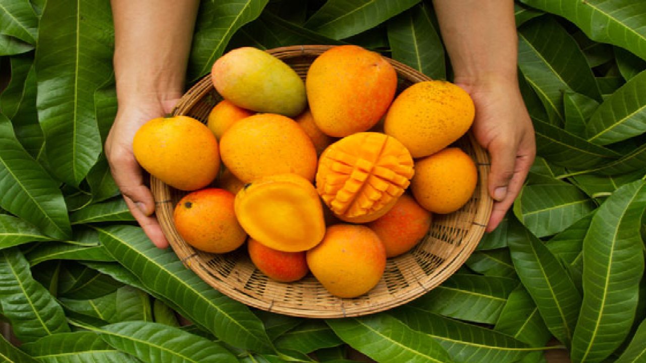 The Marathwada Kesar mango is shaped by the region's specific soil and weather conditions