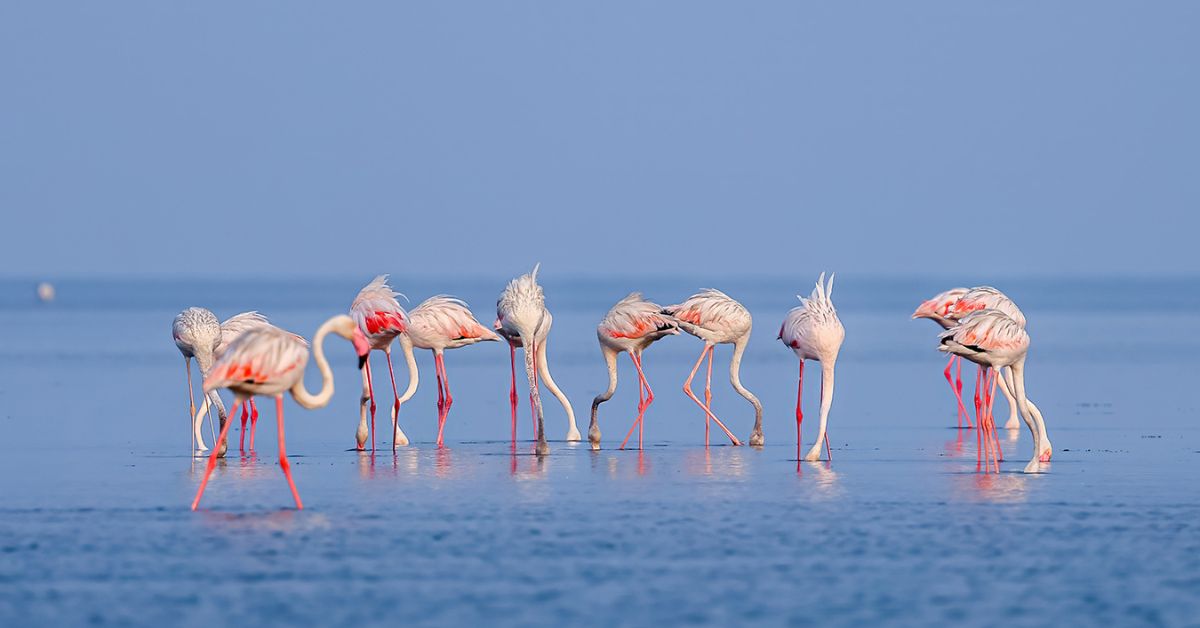 These Stunning Flamingo Photos Show Why Pulicat Lake Near Chennai Is a Must-Visit This April