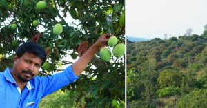 How This Salem Family Built a 100-Year Mango Business From Scratch