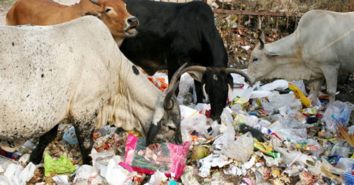 cows feeding on plastic
