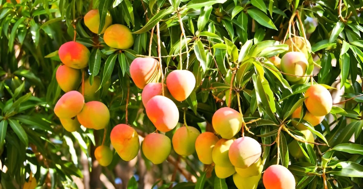 Disappearing Mango Varieties of India: 5 Rare Mangoes You May Never Taste Again
