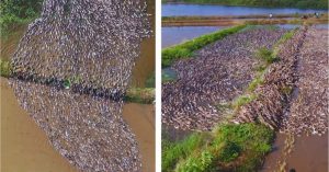 Behind the Viral Video: How Ducks Power Sustainable Rice Farming in Kerala