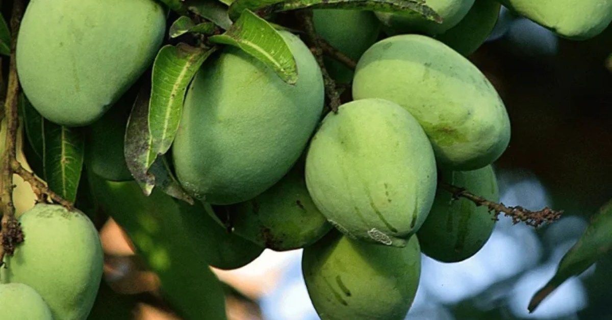 Badami mangoes are perfect both for eating fresh and preparing desserts like mango lassi. Picture Courtesy: Plantsguru