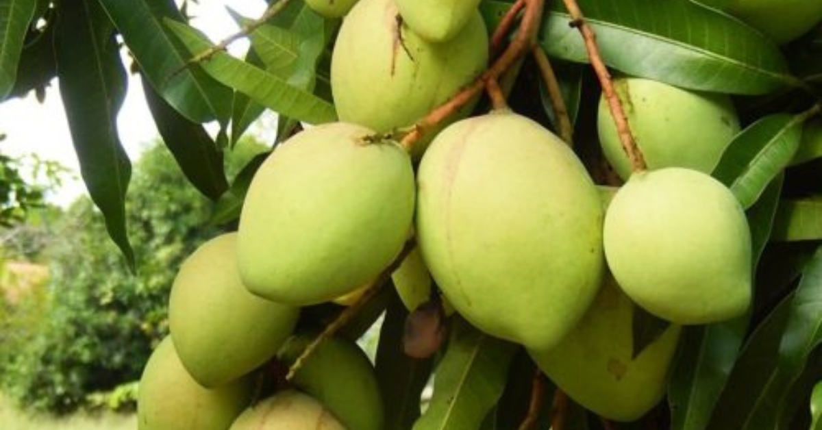 Dudhiya Malda mango is famous for its paper-thin skin and creamy and fibreless pulp