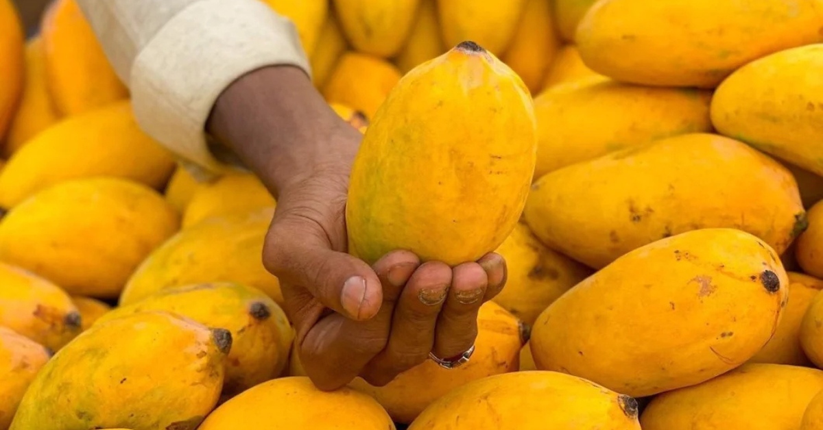 The Chausa mango is prized for its exceptionally juicy and fibreless pulp
