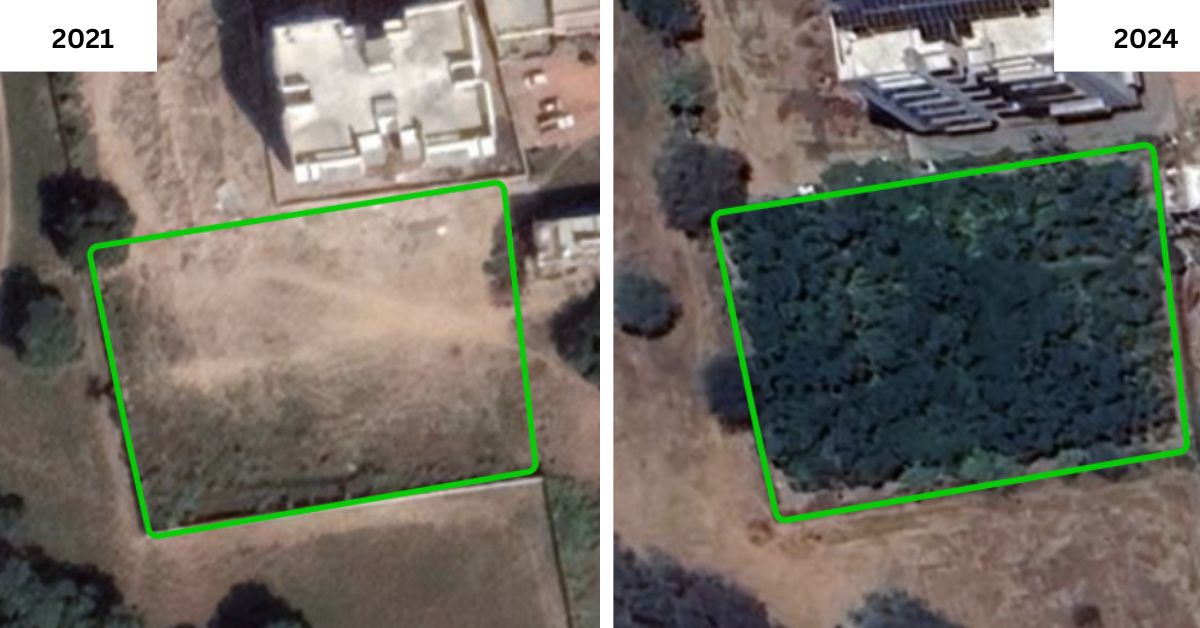 CATCH Foundation's Reforestation Model is Turning Barren Landscapes to ...