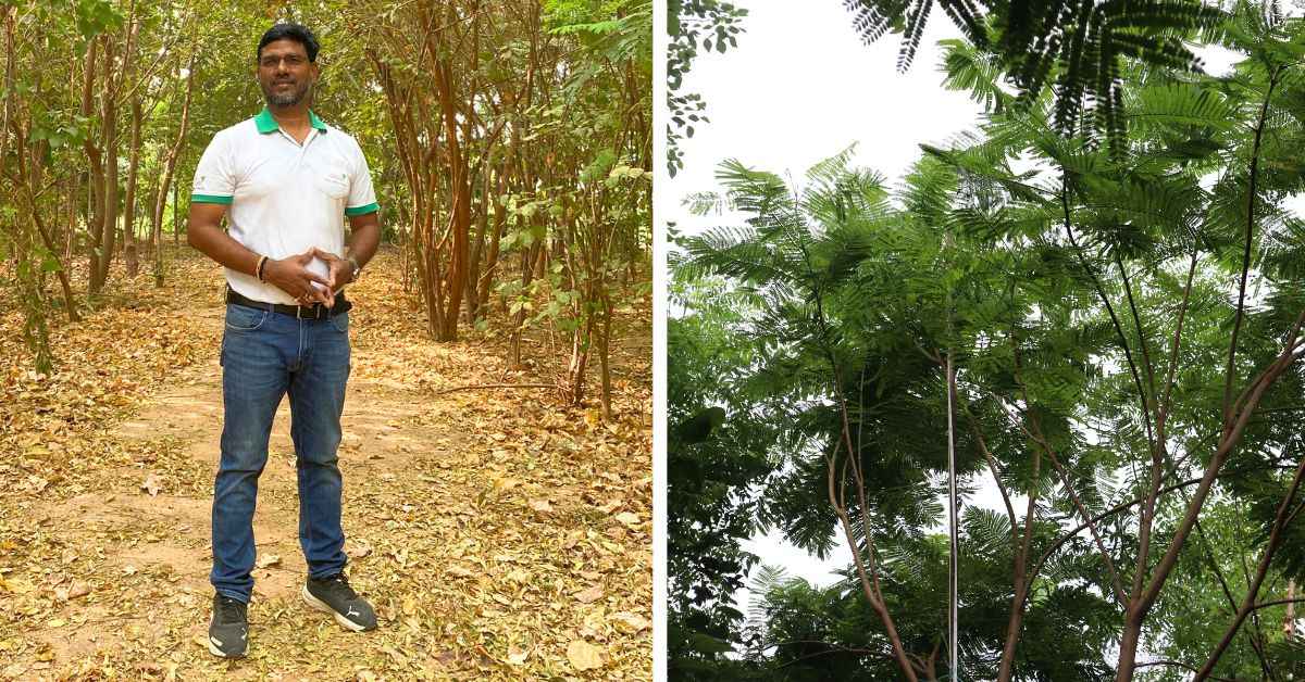 CATCH Foundation's Reforestation Model is Turning Barren Landscapes to ...