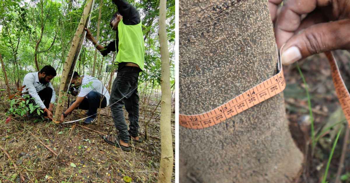CATCH Foundation's Reforestation Model is Turning Barren Landscapes to ...
