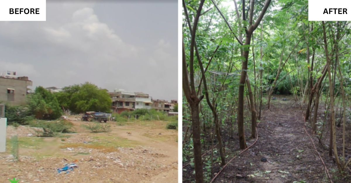 CATCH Foundation's Reforestation Model is Turning Barren Landscapes to ...