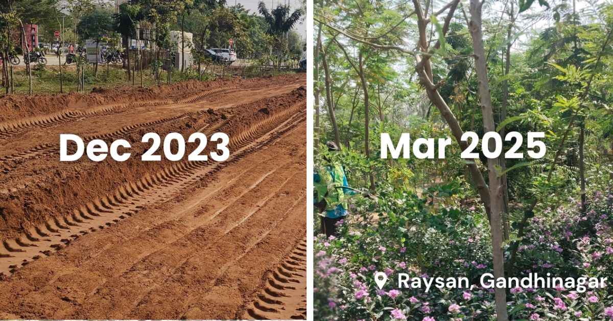 Catch Foundation does a routine maintenance of the forest for three years after which the forest is considered mature enough to thrive by itself