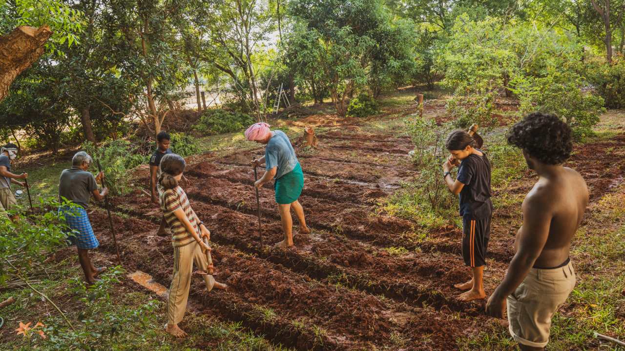 At Solitude farm, volunteers pluck, prune and learn about a variety of plants including fruit trees and medicinal plants.