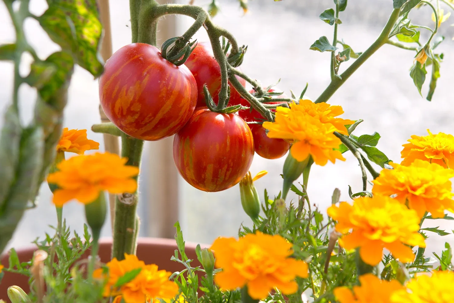 A classic example of companion farming - tomato and marigold.