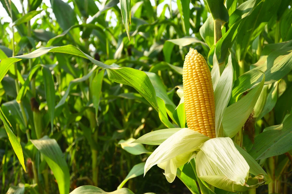 Maize is one of the most important plants used for crop rotation and nutrient enhancement. 