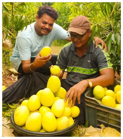 Sonpari’s firm, fibreless flesh offers a sweet-tangy taste, like Alphonso but with its own twist.