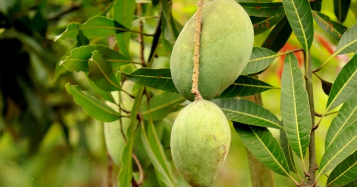You can purchase an Imam Pasand grafted sapling from a certified nursery; Picture source: Hug A Plant