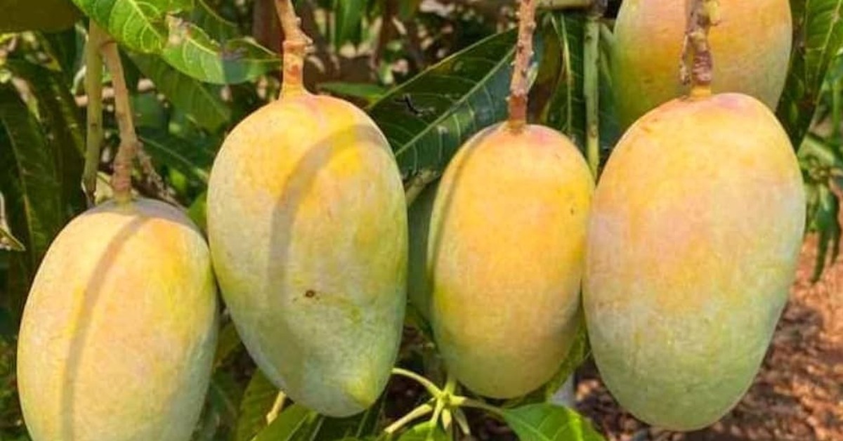 Imam Pasand mangoes survive in warm and sunny conditions; Picture source: Amazon
