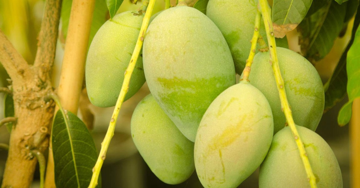 Make sure to carefully water the Imam Pasand mango tree so that it does not cause root rot; Picture source: Desertcart Seychelles