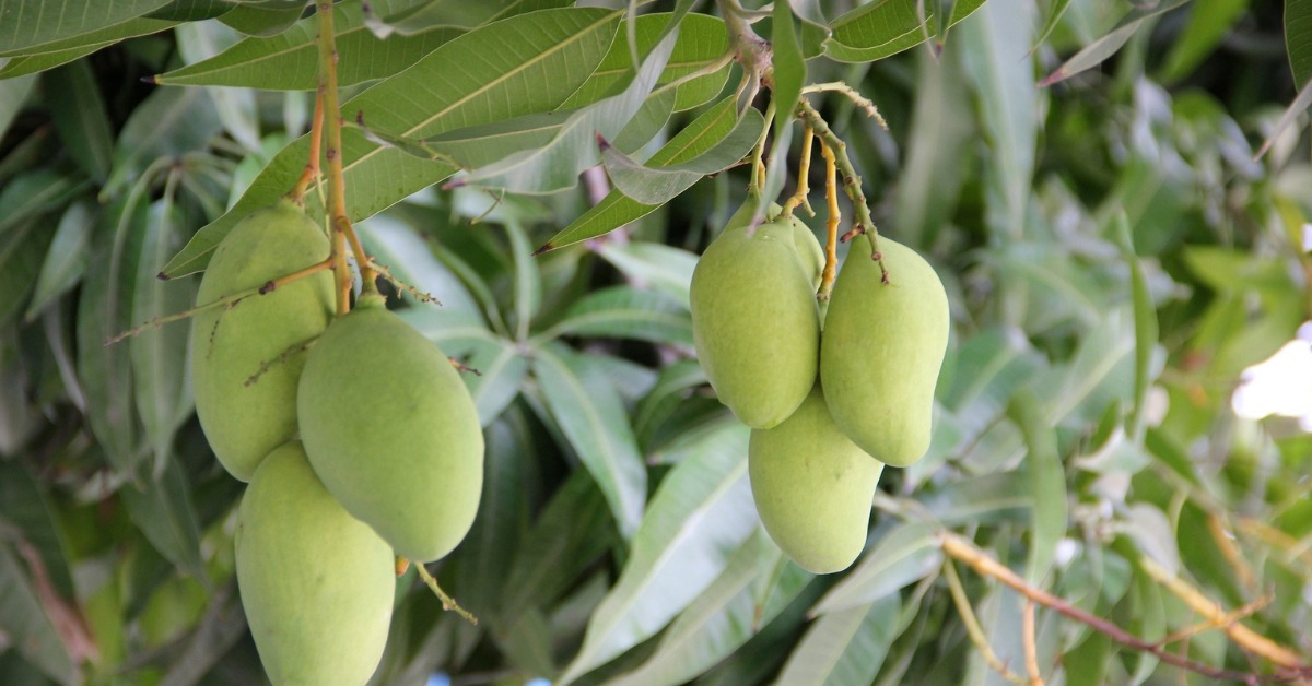Fertilising your Imam Pasand mango tree guarantees strong growth and a successful yield; Picture source: Kisan Vedika