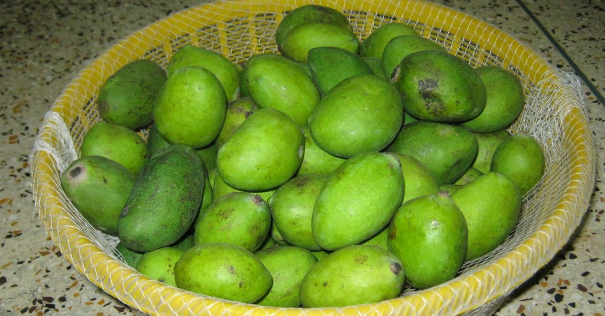 You can harvest the Imam Pasand mangoes between late May and June; Picture source: Holidify