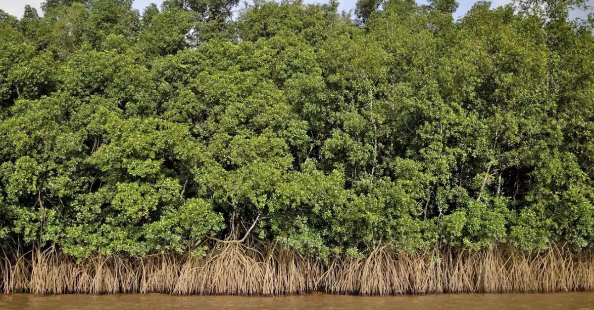 Mumbai's mangroves acted as natural sponges, soaking up excess rainwater, and cutting them has taken a toll; Picture source: Mumbai Live
