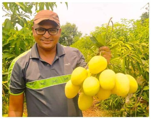 The fruits mature in the second week of June and last longer than Kesar and Alphonso, as even after 14 days, it does not rot. 