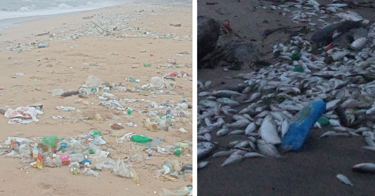 trash and dead fishes