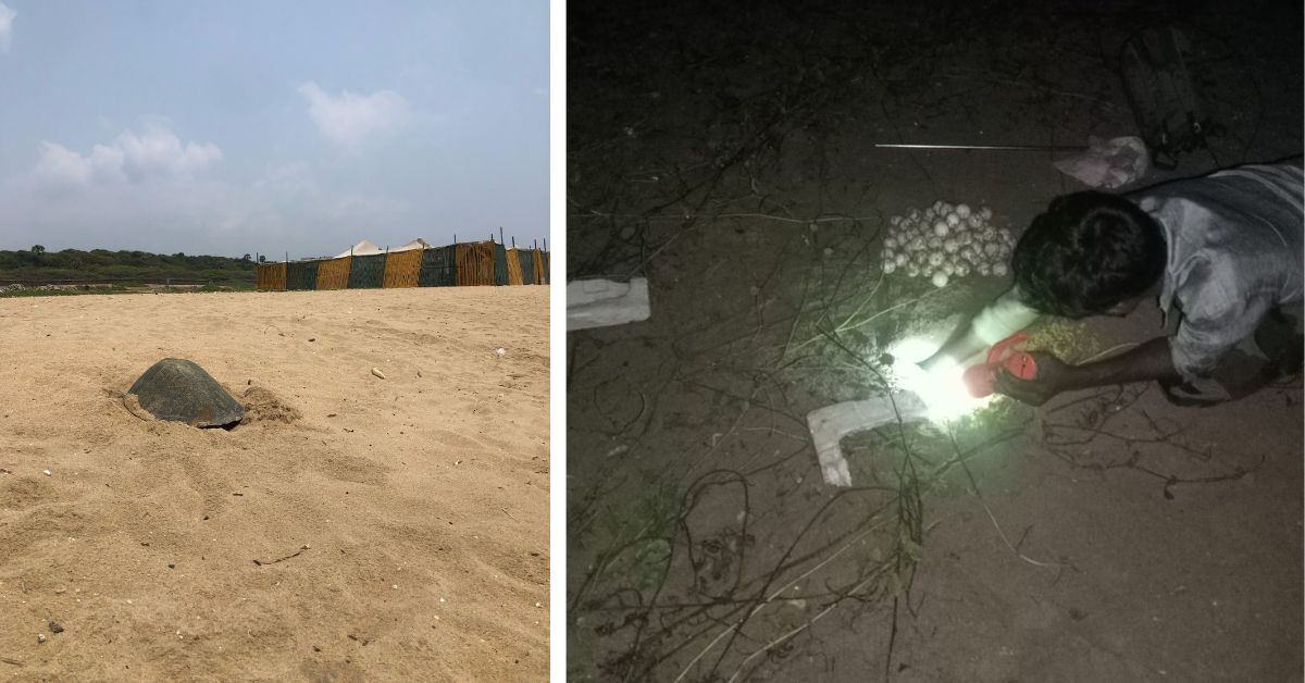 olive ridley turtles