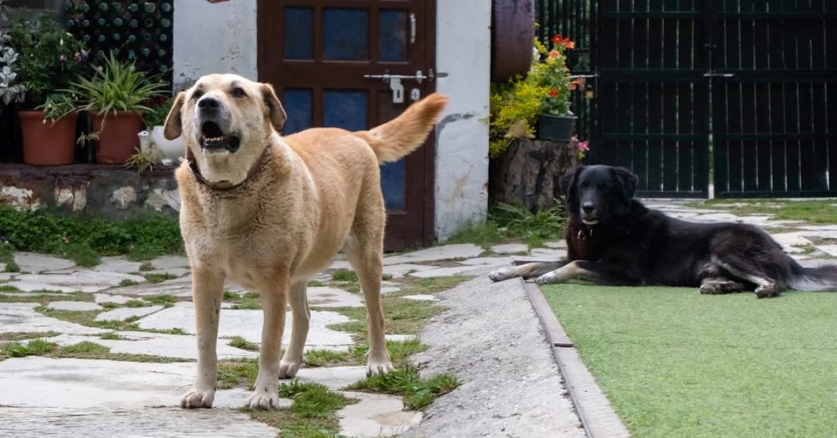 dogs at the property