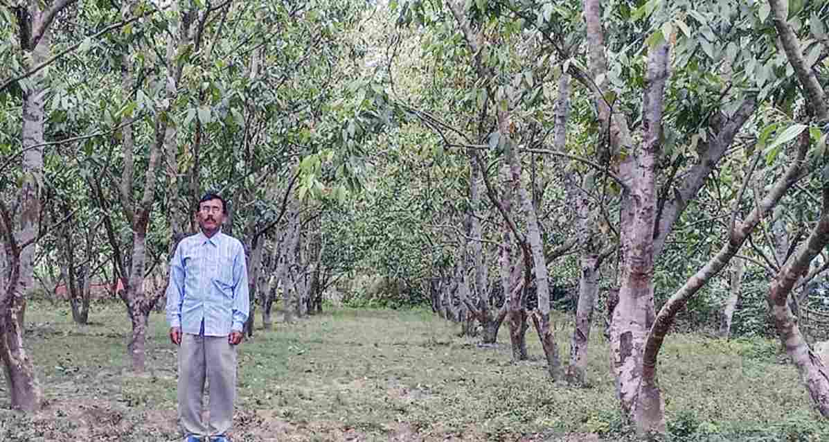 बे पत्तियों की खेती