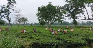 From Tea Gardens To Fishing Nets to Beedi Units: How Informal Workers Across India Are Asserting Their Rights