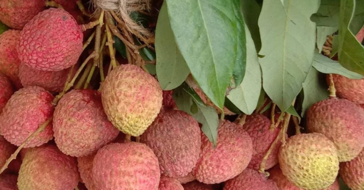 In India, some of the best lychee options are ‘Bengal’, ‘China’, and ‘No Mai Tze’; Picture source: Wikimedia Commons