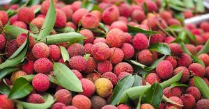 Urban Lychee Gardening: A Step-By-Step Guide To Grow Juicy Lychees in Your Balcony