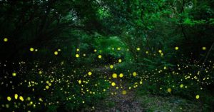 This Firefly Festival in Maharashtra Is the Summer Adventure Your Kids Will Talk About for Years
