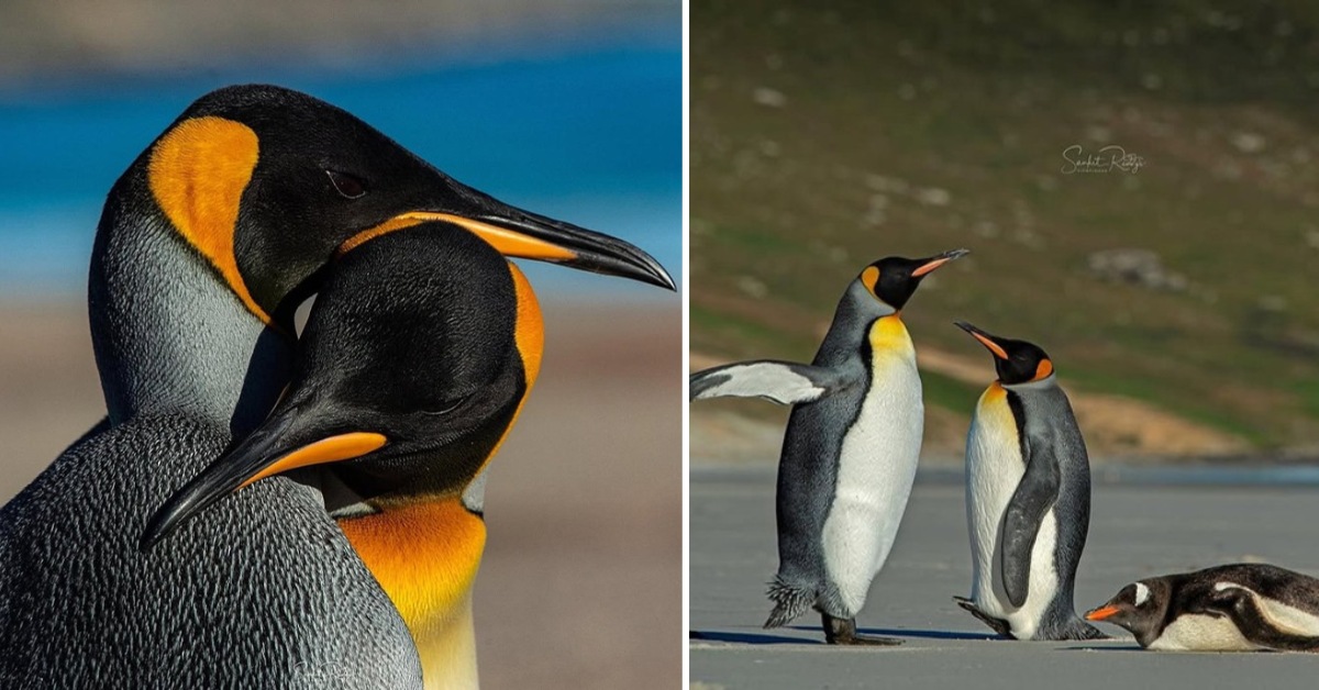 More than 300 species in India are endangered. However, hope persists.