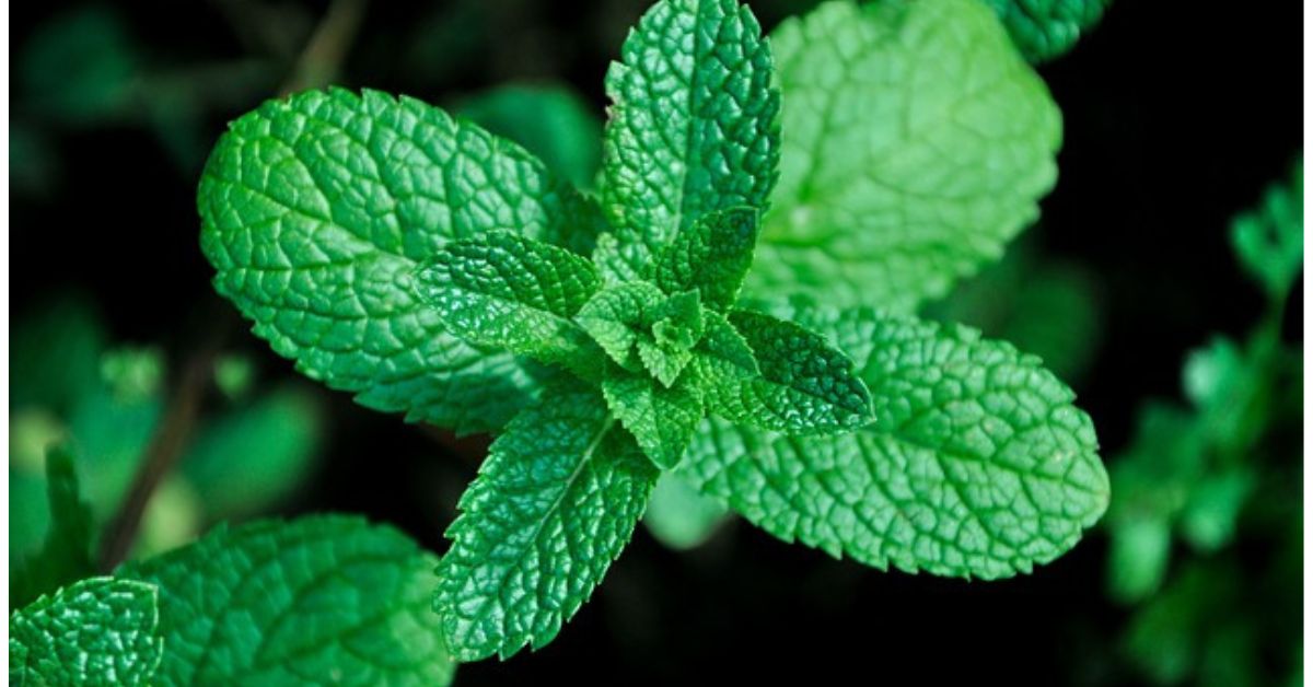 Mint leaves are a wonder for summer as it can be added to any drink to make it refreshing. 