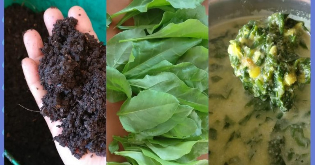Household waste can be converted into nourishing manure, giving back to the earth one peel at a time.