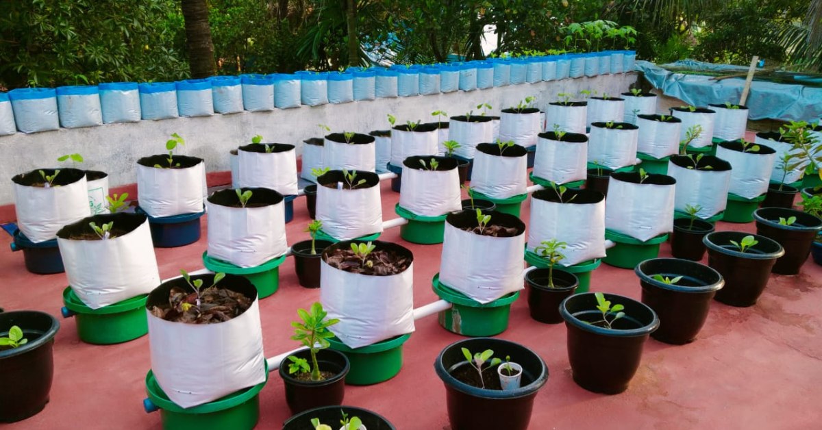 Rooftop farming transforms unused urban rooftops into thriving green spaces for growing vegetables, fruits, and herbs. Picture source: Dananjayan A V