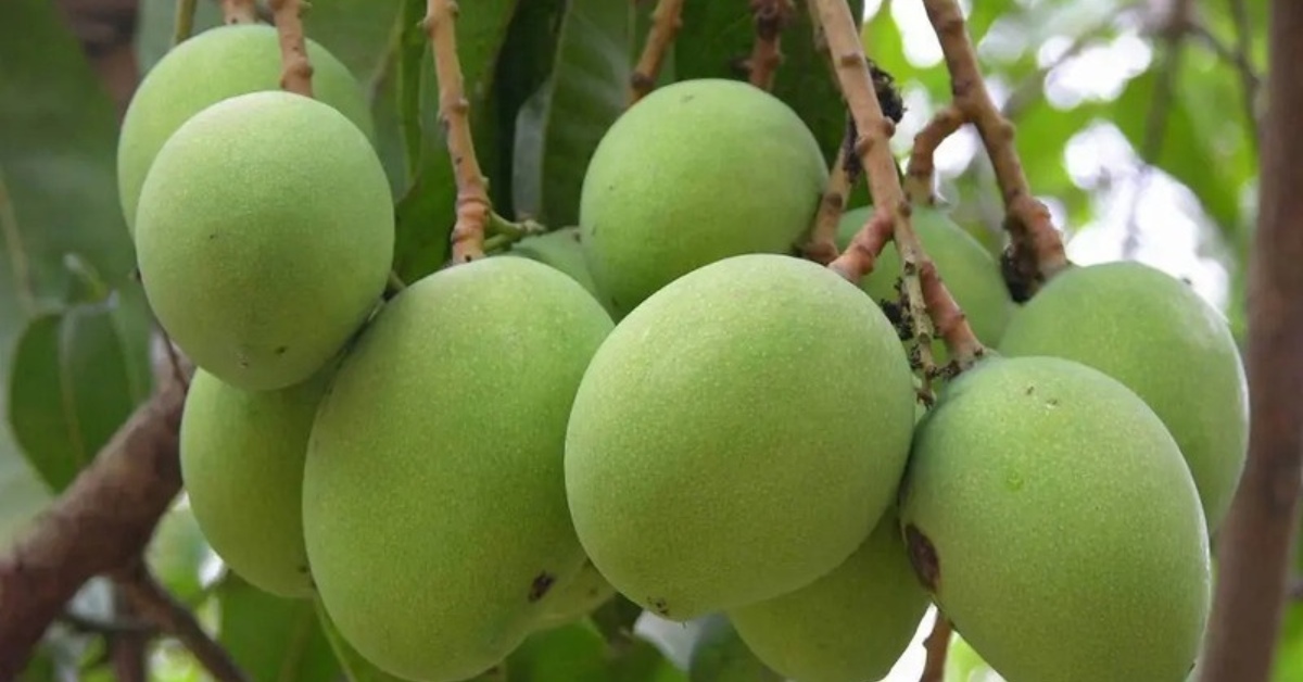 Langda mangoes have a green skin even when ripe and offers a sweet and tangy flavour