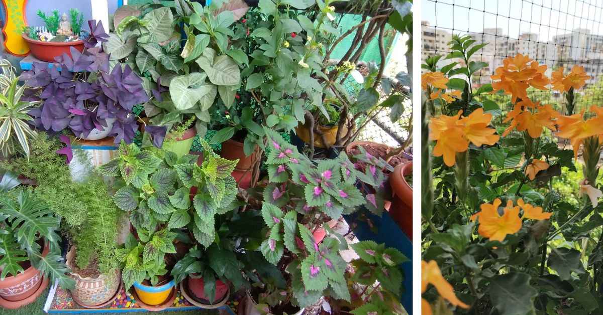 This Pune Man Grew Flowers in His Small Balcony With Little Sunlight — Here’s How