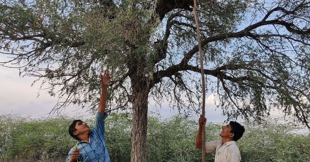 Khejri tree on which Sangri pods grow