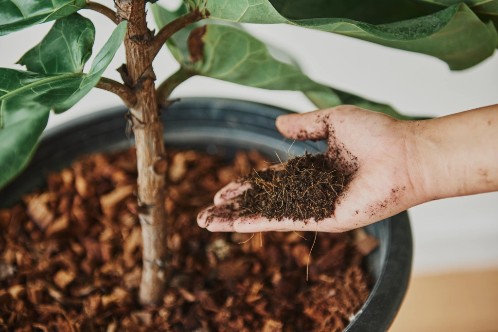 Vermicomposting is space-efficient, odour-free, and effective, making it ideal for flats; Picture source: Werms.inc