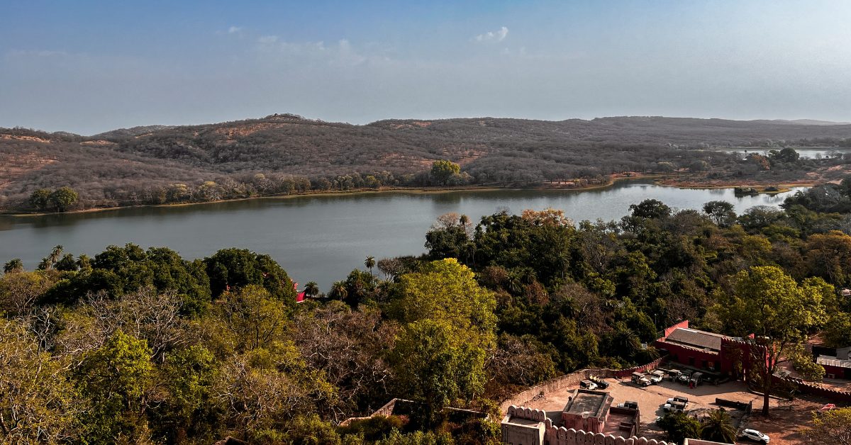 From the fort’s summit, Padam Talao sparkles below—a mirror to the wild and a reminder of how history and nature intertwine in Ranthambore.