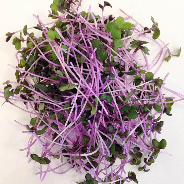 Sujata suggests waiting for a week for the microgreens to grow to a good size before harvesting
