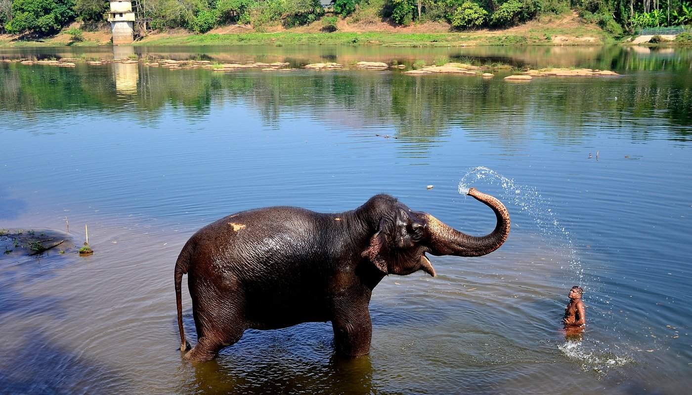 A short hour long drive away from Cochin is the Kodanad Elephant Training Centre where kids and adults alike watch these gentle giants. 