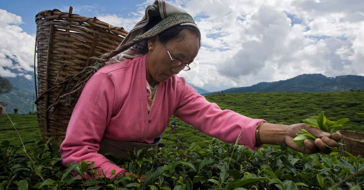 Farmers received subsidies, organic input kits, and marketing support. Picture source: Lifegate